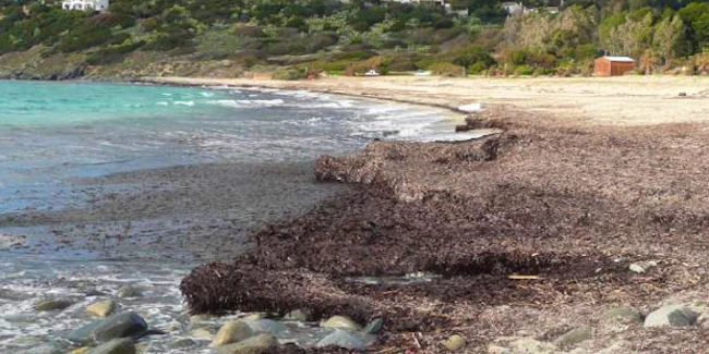 Download Posidonia Spiaggiata Indice Di Degrado O Di Qualita Ambientale Desktop Wallpaper Free Get Wallpaper Posidonia Spiaggiata Indice Di Degrado O Di Qualita Ambientale HD