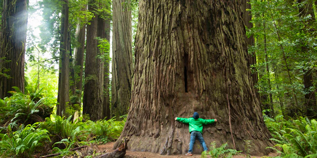 Alberi Alberi